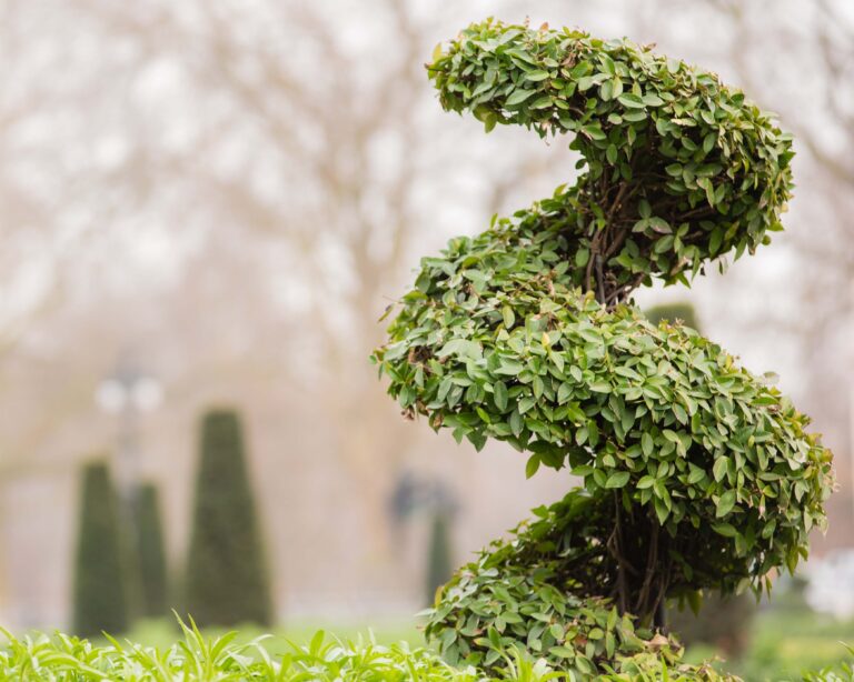 A topiary bush artistically trimmed into a spiral shape stands in a peaceful garden, showcasing expert landscaping in Durham. Surrounded by green foliage, blurred trees, and soft light, the scene reflects Rougemont’s serene outdoor beauty. - Hutchins Landscaping and Lawn Maintenance Rouguemont, NC